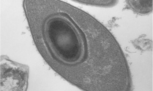 Nuovi fattori di virulenza di Brevibacillus laterosporus